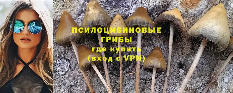 Галлюциногенные грибы Psilocybine cubensis  Горно-Алтайск 